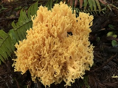 Ramaria sandaracina