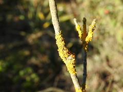 Xanthoria parietina