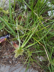 Cyperus aggregatus