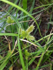 Cyperus aggregatus