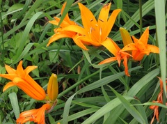 Hemerocallis middendorffii