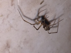 Steatoda nobilis