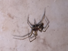 Steatoda nobilis