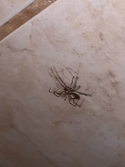 Steatoda nobilis