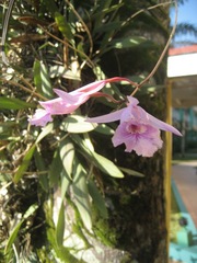 Broughtonia lindenii