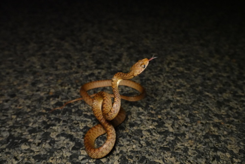Brown Tree Snake sighting