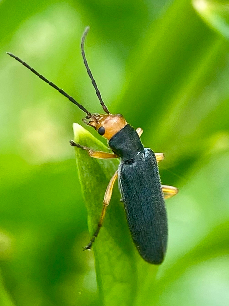 Firehead False Blisterbeetle