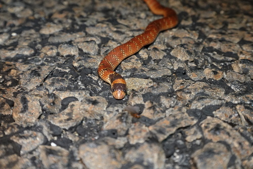 Eastern Shovel-nosed Snake sighting