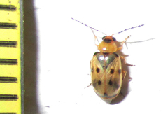 Afromaculepta
