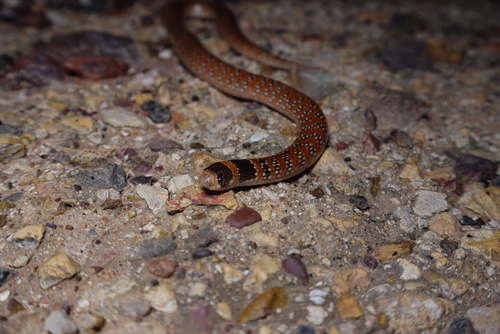 Eastern Shovel-nosed Snake sighting