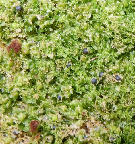 Fossombronia texana