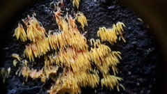 Mucronella flava