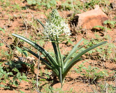 Albuca seineri