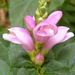Pink Turtlehead - Photo (c) Lori Owenby, some rights reserved (CC BY-NC), uploaded by Lori Owenby