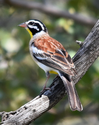 Golden-breasted Bunting