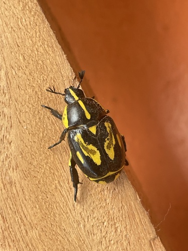 Rutela lineola