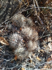 Escobaria organensis