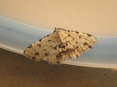 Sandava scitisignata