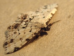 Sandava scitisignata