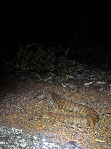 Southern Death Adder sighting