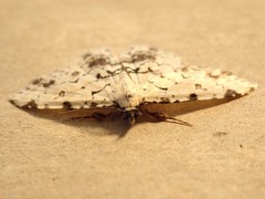 Sandava scitisignata