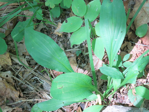 Bupleurum longiradiatum iNat (3)