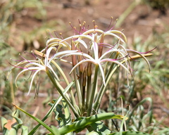 Crinum buphanoides