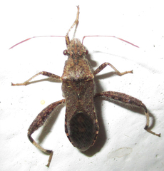 Heegeria tangirica
