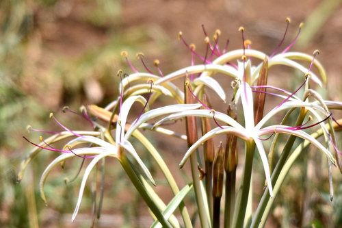 Crinum buphanoides
