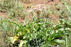 Crinum buphanoides