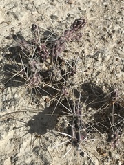Grusonia aggeria