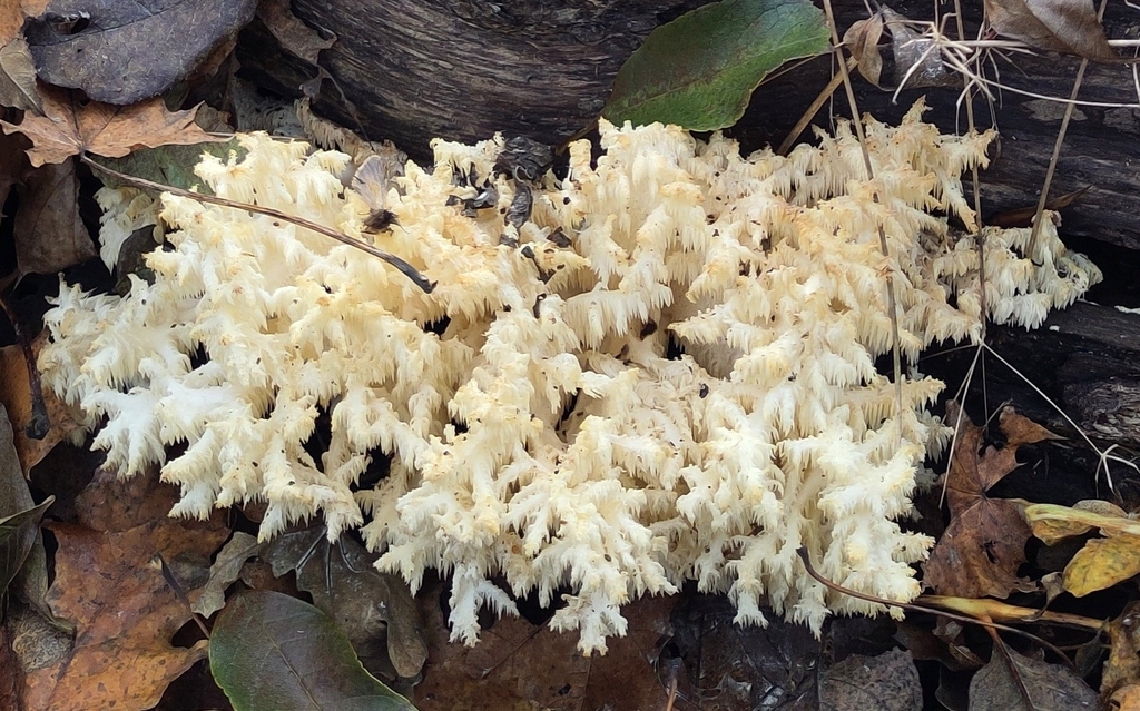 Hericium coralloides · November 2025 · photo: © fabian_graubereich (iNaturalist, cc0)