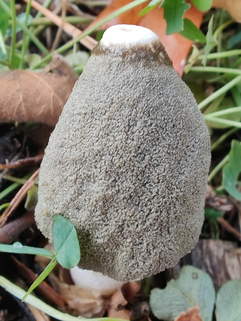 Phallus ravenelii · November 2025 · photo: © jp_acres (iNaturalist, cc0)