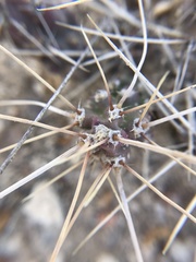 Grusonia aggeria