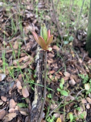 Aesculus californica