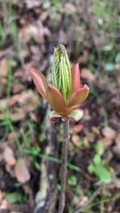 Aesculus californica