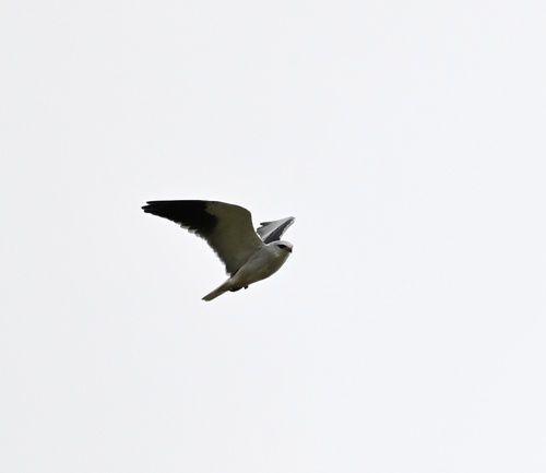 Elanio común (Elanus caeruleus)