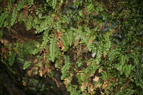 Polystichum obae iNat (1)