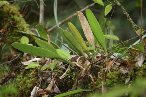 Bulbophyllum affine iNat (1)