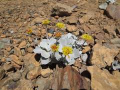 Eriogonum alpinum