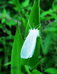 Lepidoptera