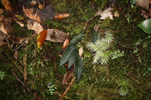 Tainia laxiflora iNat (3)