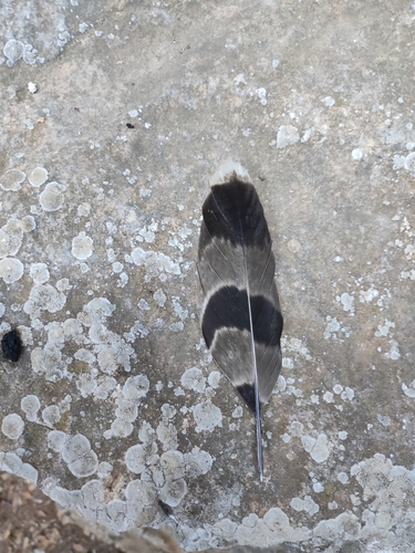 Plume de Autour des palombes