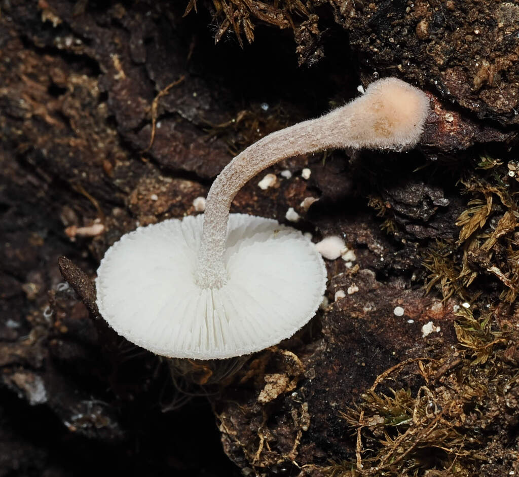 Collybia bakerensis