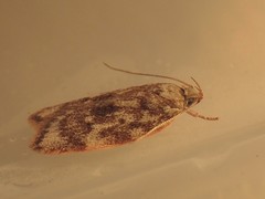 Garrha limbata