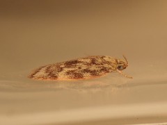 Garrha limbata