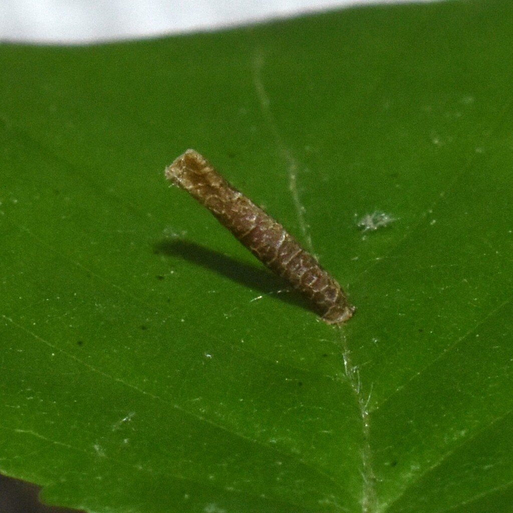 Coleophora ostryae