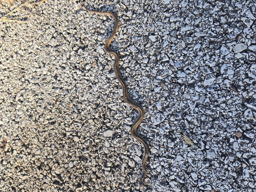 Brown Snake