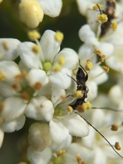 Molorchus bimaculatus