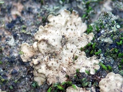 Endocarpon pallidulum